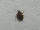 bedbug closeup