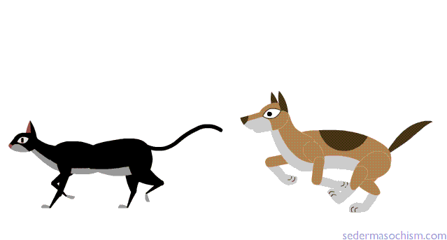 dog12+cat